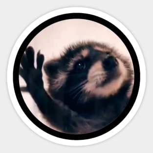 Pedro Raccoon Sticker